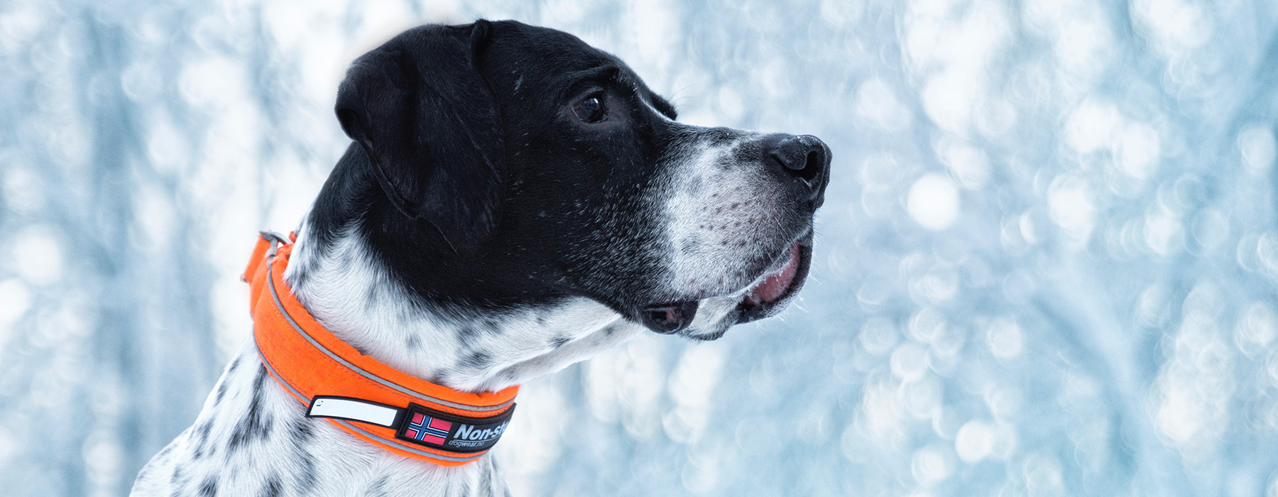 Safe Collar by dogwear, the for safety and visibility. Non-stop dogwear,