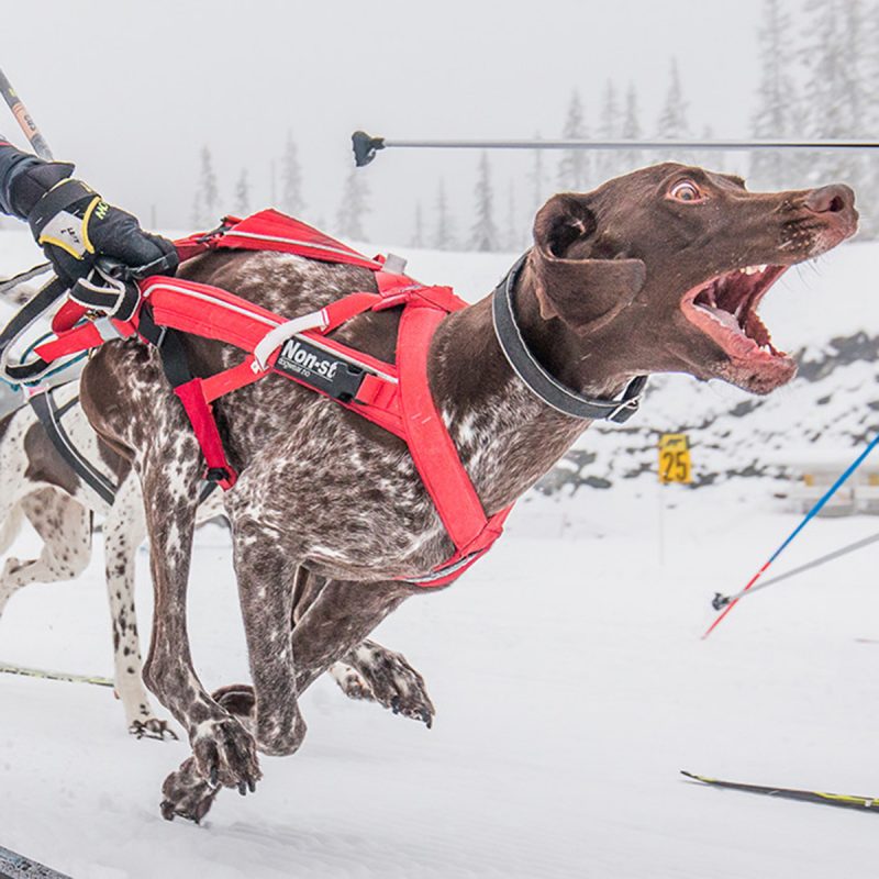 Combined Harness Alaska Dog Center Tours, Cafe, Gifts, Gear & Expeditions