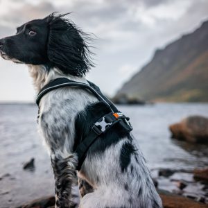 New and improved Line Harness by Non-stop dogwear. Non-stop dogwear, premium dog gear for active pets and working dogs | Dog harnesses | Dog collars | Dog Jackets | Dog Booties.