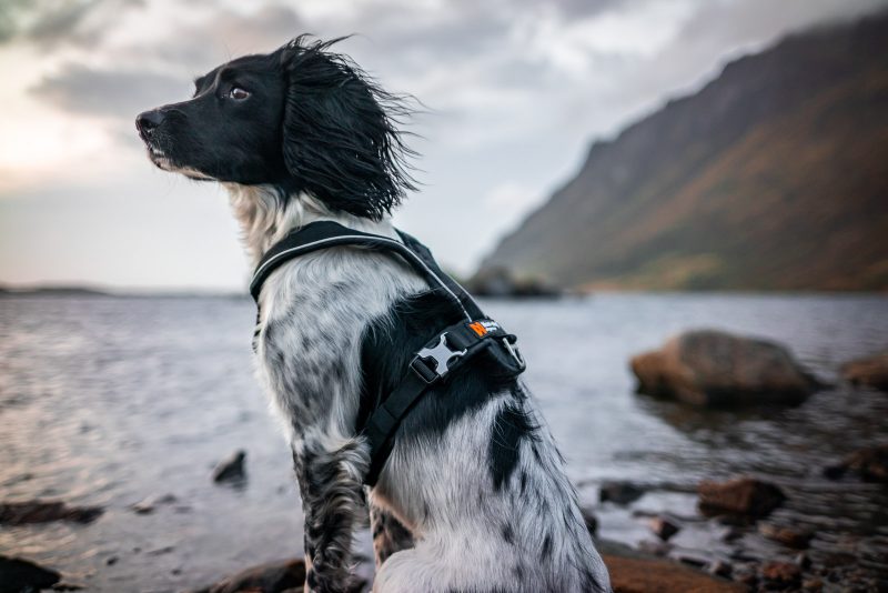 New and improved Line Harness by Non-stop dogwear. Non-stop dogwear, premium dog gear for active pets and working dogs | Dog harnesses | Dog collars | Dog Jackets | Dog Booties.