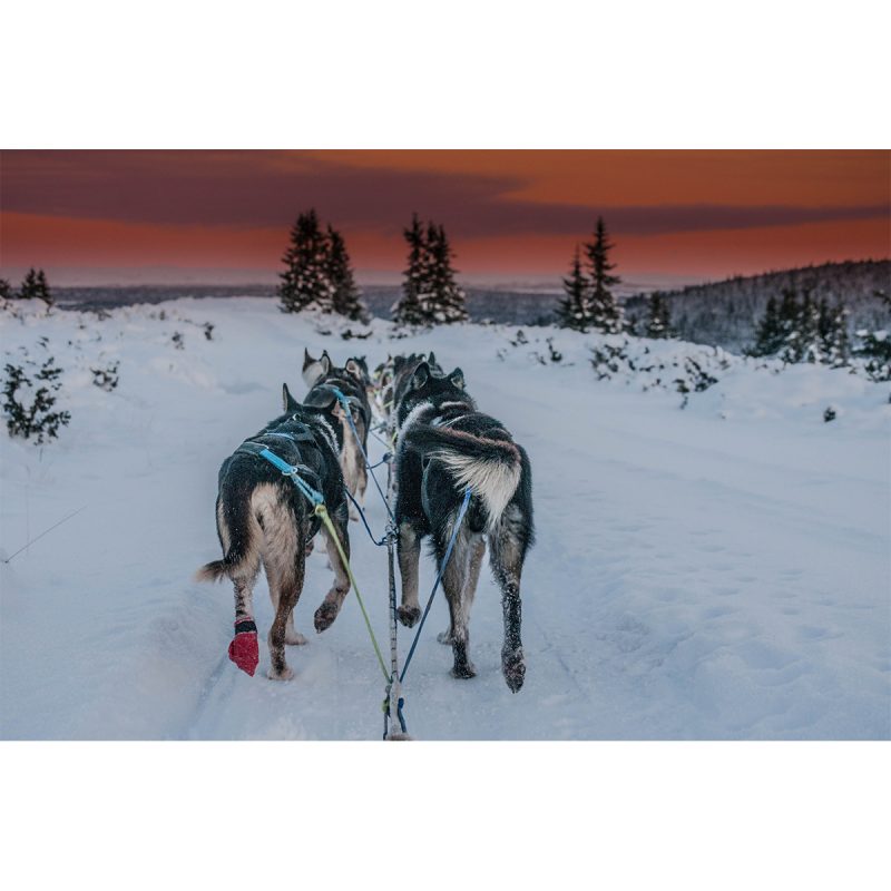 Nansen Nome Harness by Non-stop dogwear. Non-stop dogwear, premium dog gear for active pets and working dogs | Dog Harnesses | Dog Collars | Dog Jackets | Dog Booties.