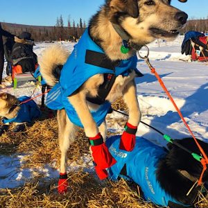 Sponsor a Sled Dog