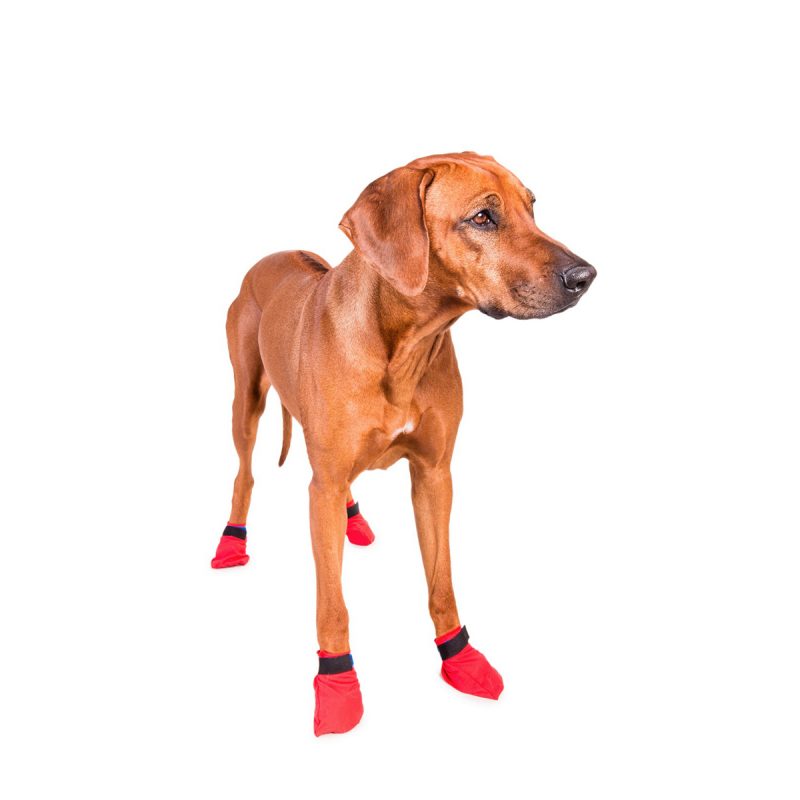 Red Bootie by Non-stop dogwear. Non-stop dogwear, premium dog gear for active pets and working dogs | Dog harnesses | Dog collars | Dog Jackets | Dog Booties.