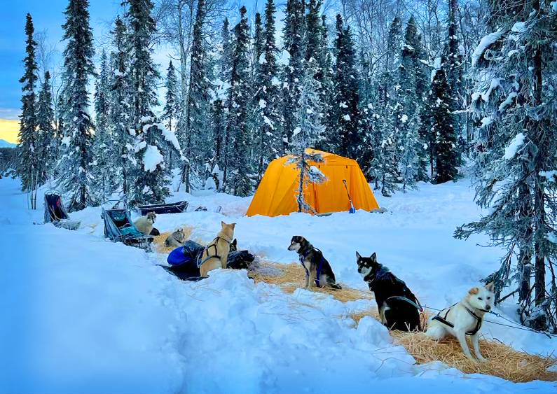 Dog Sled Tours in Alaska